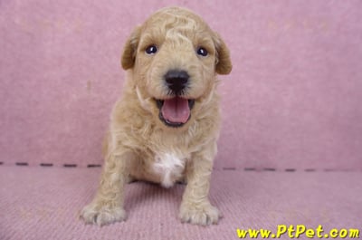 01/20泰迪比熊公幼犬2號1