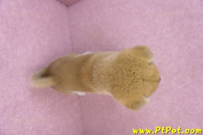 07/11赤色柴犬公幼犬11