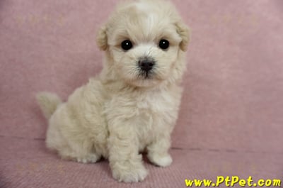 03/31奶油色馬爾泰迪母幼犬1號(基隆信義)8