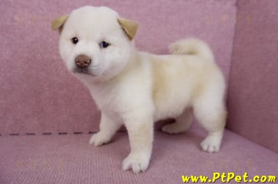 07/22白色柴犬母幼犬(台北市林)5