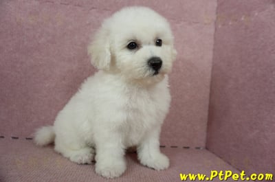 05/20比熊犬公幼犬2號(高雄苓雅)4