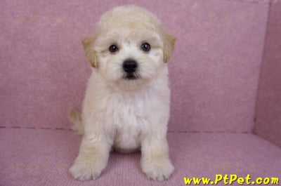 09/12泰迪比熊母幼犬1號(台南西港)1