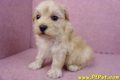 12/10馬爾泰迪公幼犬2號6