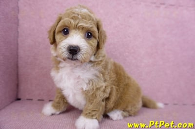 09/12泰迪比熊母幼犬1號(嘉義市)10