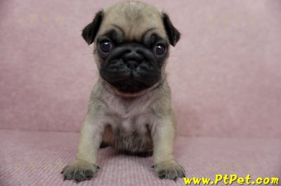 04/02巴哥母幼犬1號(宜蘭)1