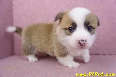 02/11雙色柯基犬公幼犬4