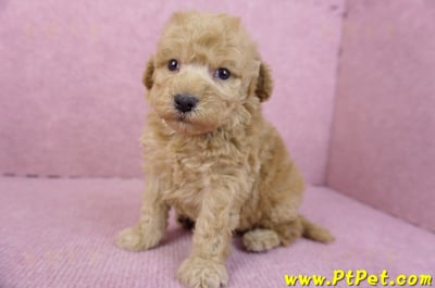 12/06玩具型奶油貴賓公幼犬(高雄左營)6