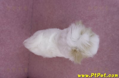 07/18紅白花馬爾泰迪母幼犬12
