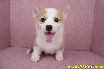 05/27雙色柯基犬公幼犬1號(台北大安)5