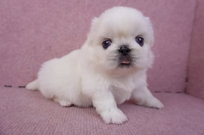 10/31北京狗公幼犬(屏東市)4