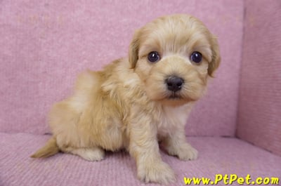 12/10馬爾泰迪公幼犬4號4