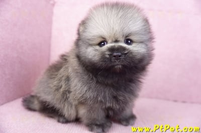 02/10棕色松鼠博美公幼犬(高雄楠梓)6