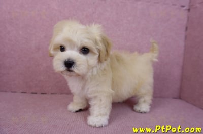 11/23馬爾泰迪母幼犬2號(南投草屯)8