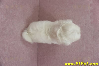 01/10奶白色馬爾泰迪母幼犬2號(屏東佳冬)13