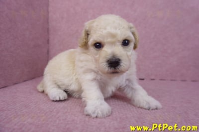 04/01泰迪比熊母幼犬3號2