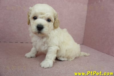 11/08泰迪比熊公幼犬1號(屏東東港)8