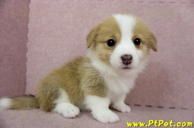 02/09雙色柯基犬母幼犬1號(台南安定)7