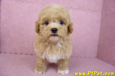 08/12泰迪比熊母幼犬2號(桃園龜山)2