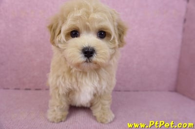 11/23馬爾泰迪母幼犬1號(新北永和)3