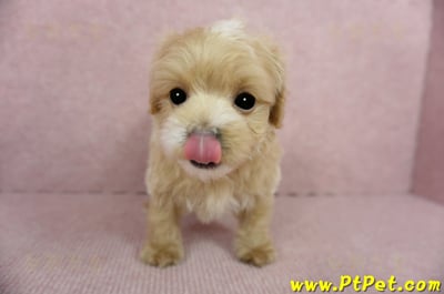 01/15奶油色馬爾泰迪公幼犬(屏東高樹)4