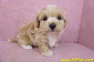 02/20馬爾泰迪母幼犬2號(高雄前鎮)6