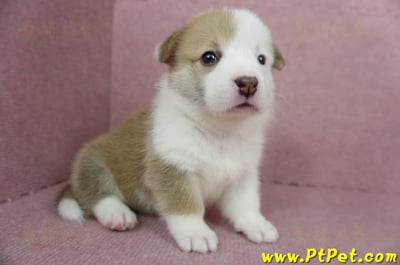 04/14雙色柯基犬母幼犬3號(屏東里港)4