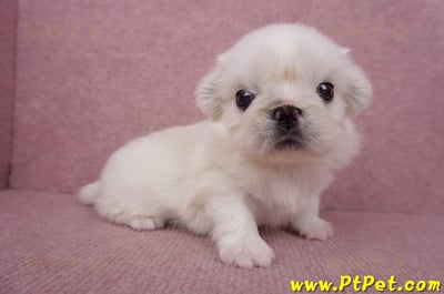 06/19北京狗母幼犬(高雄左營)3