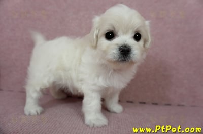 01/10奶白色馬爾泰迪母幼犬2號(屏東佳冬)6