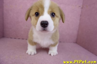 12/15雙色柯基犬母幼犬(桃園大園)2