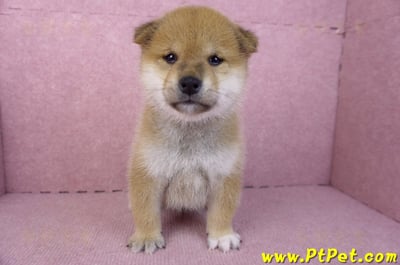 12/10赤色柴犬公幼犬(屏東萬丹)1