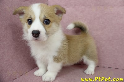 04/28雙色柯基犬母幼犬(高雄前鎮)9