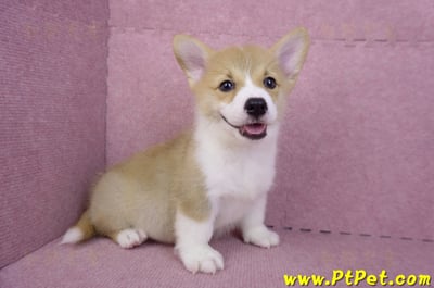 08/05雙色柯基犬公幼犬2號(屏東潮州)3