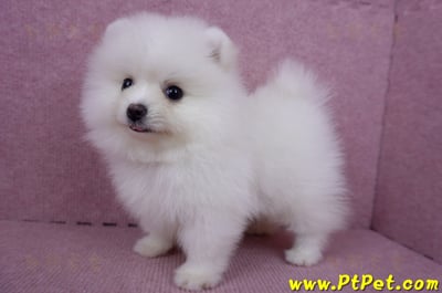 05/22迷你型松鼠白博美公幼犬(高雄美濃)11