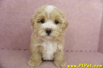 05/05奶油色馬爾泰迪公幼犬(高雄楠梓)3