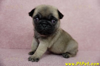 04/02巴哥母幼犬3號(新北林口)4