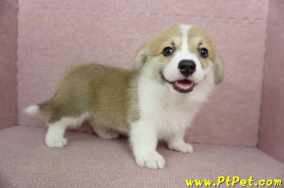 02/09雙色柯基犬母幼犬(屏東九如)5