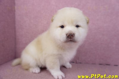 02/06白色柴犬公幼犬4