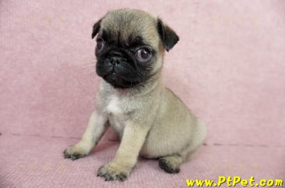 04/02巴哥母幼犬(高雄鼓山)9