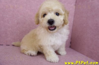 07/18泰迪比熊公幼犬5