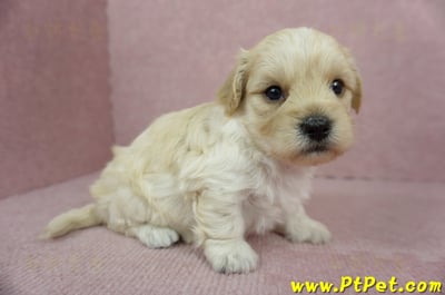 02/14奶油色馬爾泰迪公幼犬2號(新北汐止)4