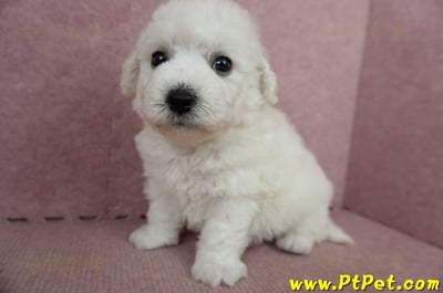 05/22比熊犬公幼犬2號(桃園中壢)4