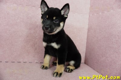 05/14黑色柴犬母幼犬4號(高雄楠梓)9