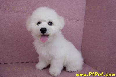 07/22比熊犬公幼犬2號(高雄楠梓)11