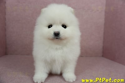 12/27迷你型松鼠白博美母幼犬(高雄三民)6