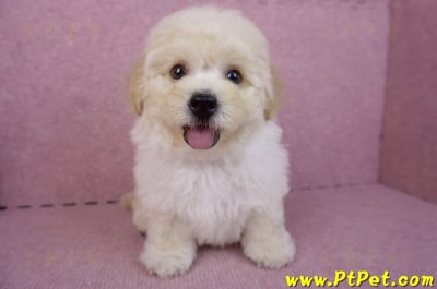 08/14泰迪比熊公幼犬1號(花蓮吉安)2