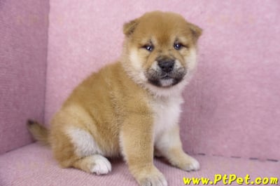 01/16赤色柴犬母幼犬3號3