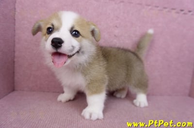 06/21雙色柯基犬公幼犬(台北)11