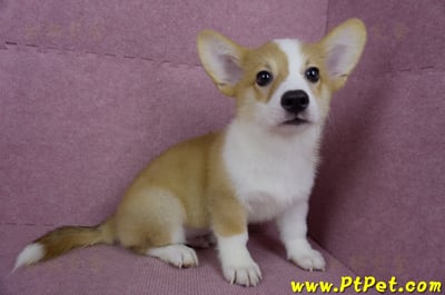 04/13雙色柯基犬公幼犬(台北士林)7