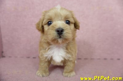 05/05奶油色馬爾泰迪母幼犬2號(高雄楠梓)1