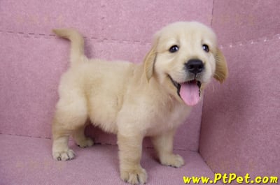 07/18黃金獵犬公幼犬1號(台北內湖)8